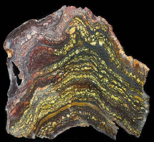 Polished Tiger Iron Stromatolite - ( Billion Years) #41079